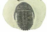 Bargain, Hollardops Trilobite Fossil - Ofaten, Morocco #287459-2